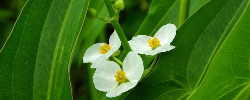 稻田野慈姑除草剂用什么好