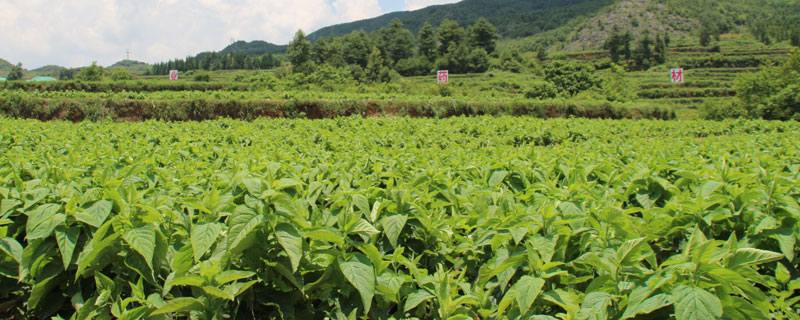 山区适合种植什么药材