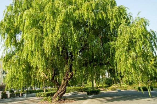 在开花结果期种植辣椒，如何科学施肥