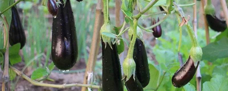 花生种子价格及种植方法