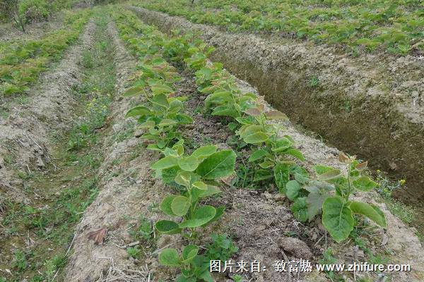 泥鳅养殖前景如何？泥鳅养殖有什么好处